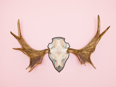Moose Horn on Pink Background