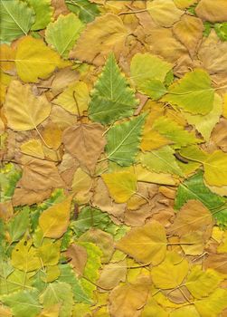 Fallen autumn birch leaves texture.