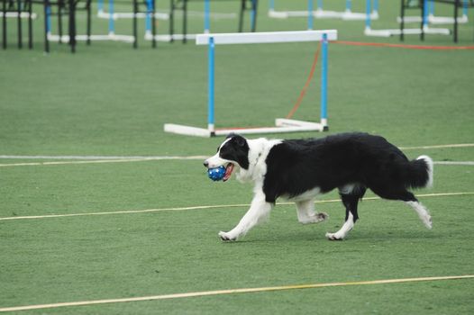 Border Collie holding a ball in the mouth and running on the playground