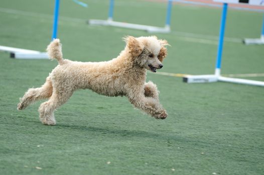 Lovely Poodle dog running on the playground