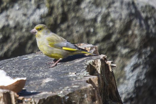 The picture of Greenfinch is shot by a tree stump in the forest at Fredriksten fortress in Halden, Norway a day in March 2013.