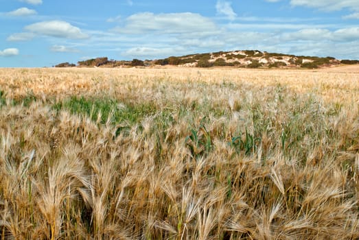 Rural landscape with wheat field