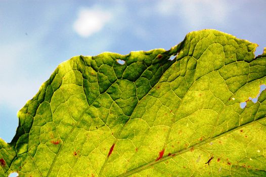 damaged leaf