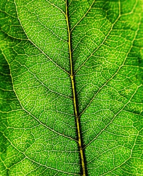 texture of a green leaf