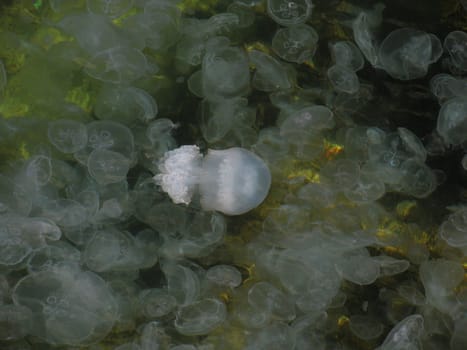 medusas in sea