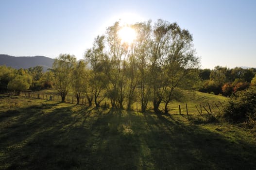 Sunlight trough trees in rural area
