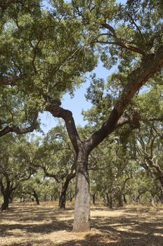 Forest of cork trees - quercus suber - Alentejo, Portugal