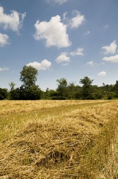 Cut grain on a Ontario farm