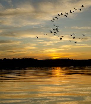 Geese looking to land on the lake at sunset