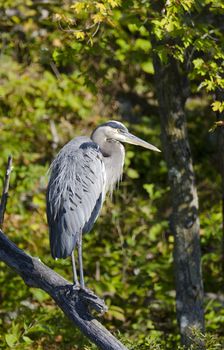 Great Blue Heron standing on a dead tree branch with forest in the background