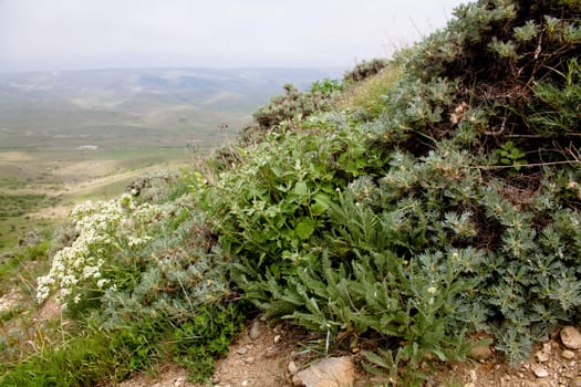 Green prikly plants on a ground in front of valley
