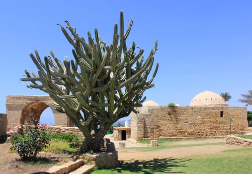 large shrub cactus into the national park Achziv, Israel