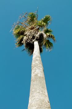 High palm against the sky