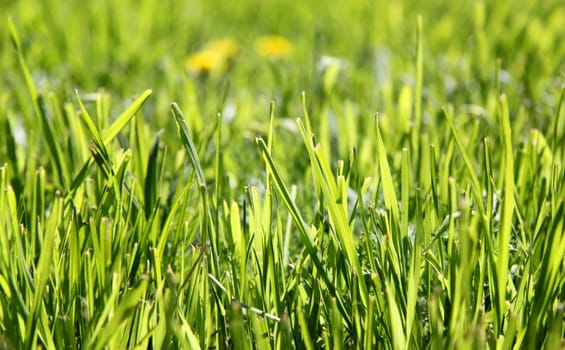 The texture of the green grass lawn