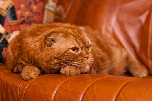 A scottish fold cat lying on leather sofa
