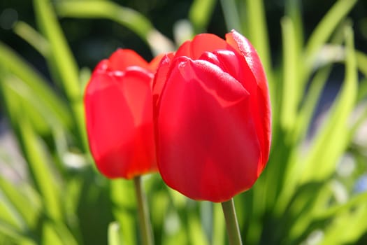 Red tulips