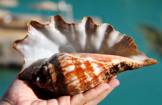 Big, beautiful shell lying on the hand