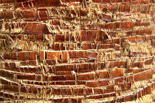 Brown palm tree bark texture