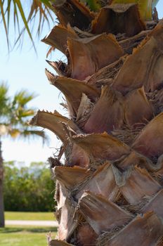 Closeup shot of trunk of palm tree