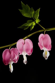 A string of bleeding heart blossoms on a dark background