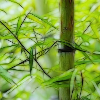 bamboo groves