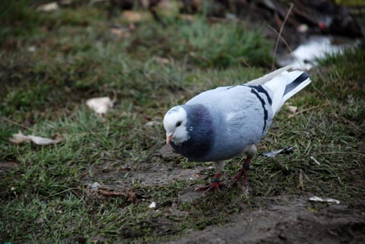 dove