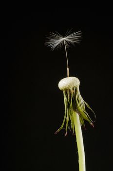 Dandelion head with a single seed on black background