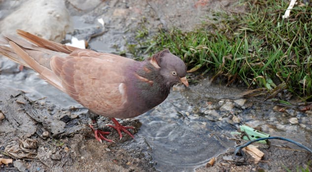 pigeon