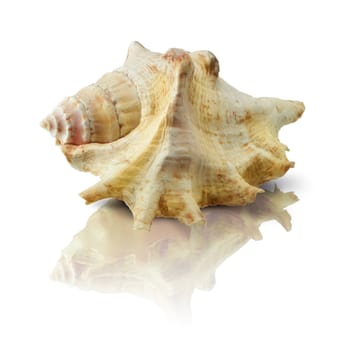 Sea shell isolated on white and reflecting surface.