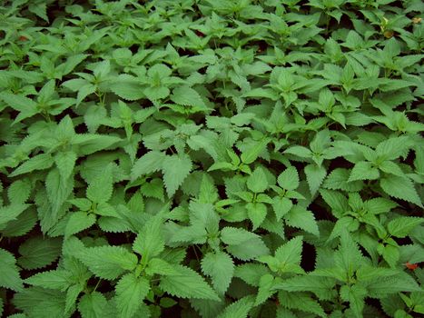 Nettle field - Urtica Dioica.