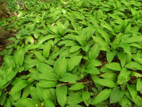 Ramsons field - Allium Ursinum.