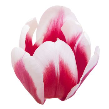 Closeup petals of pink tulip on white background with path