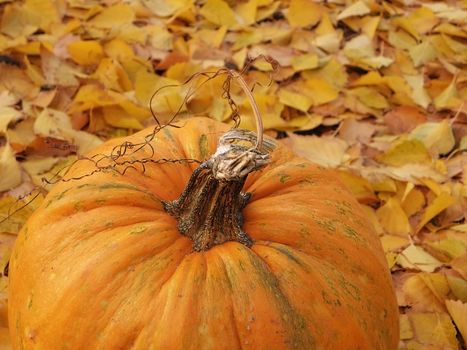 Pumpkin in the fall environment next to birch leaves.