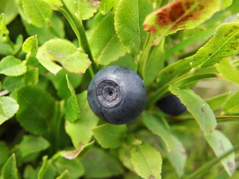 Blueberry fruit - Vaccinium at mountain Kopaonik, Serbia.