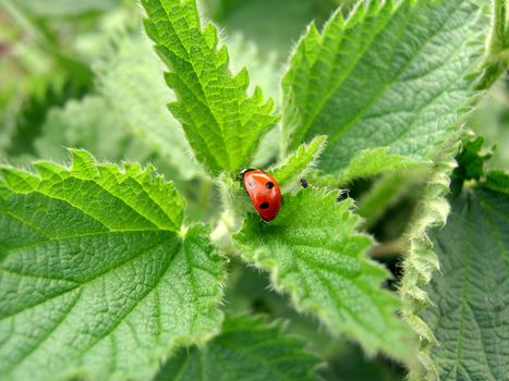Nettle leaves and ladybird.