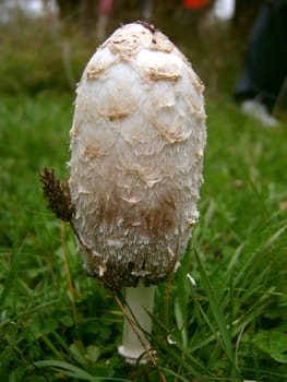 Coprinus comatus, the shaggy ink cap, lawyer's wig, or shaggy mane, is a common fungus often seen growing on lawns.