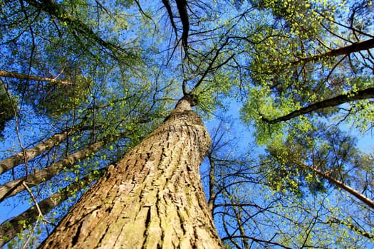 Trees in the forest .