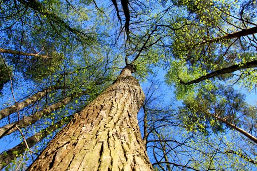 Trees in the forest .