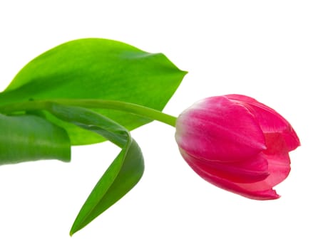 One tulip on isolated background 