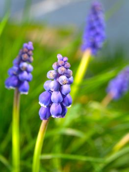 Bluebells flower (Grape Hyacinth, Muscari armeniacum) 