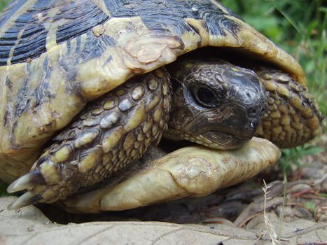 Turtle closeup.