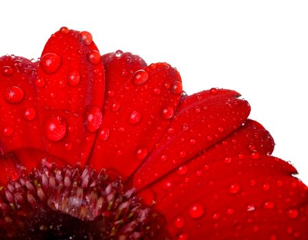 red flower with rain drops 