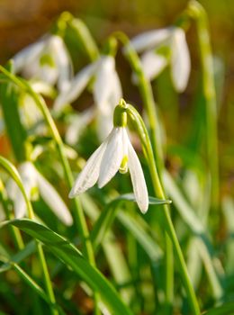 Fresh snowdrop flowers 