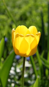 yellow tulip in the background of a beautiful grass