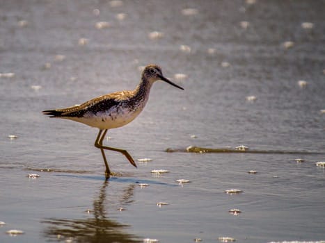 A small brown bird skips among the bubbles at the ocean's edge.