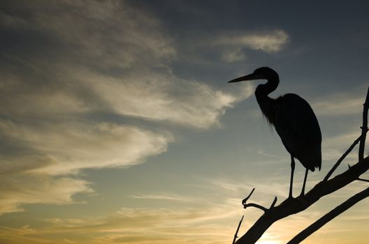 Silhouette of a heron standing on a branch calling out with bright sunset in the background