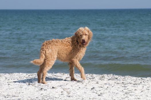 Labradoodle looks back while standing on the shoreline at Lake Ontario