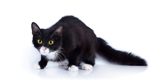 Black-and-white cat. Cat on a white background. Black cat. House predator. Small predatory animal.