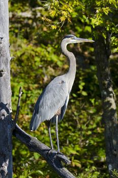 A proud heron standing on a dead branch in the conservation area in Ontario