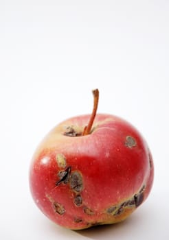 rotten apple